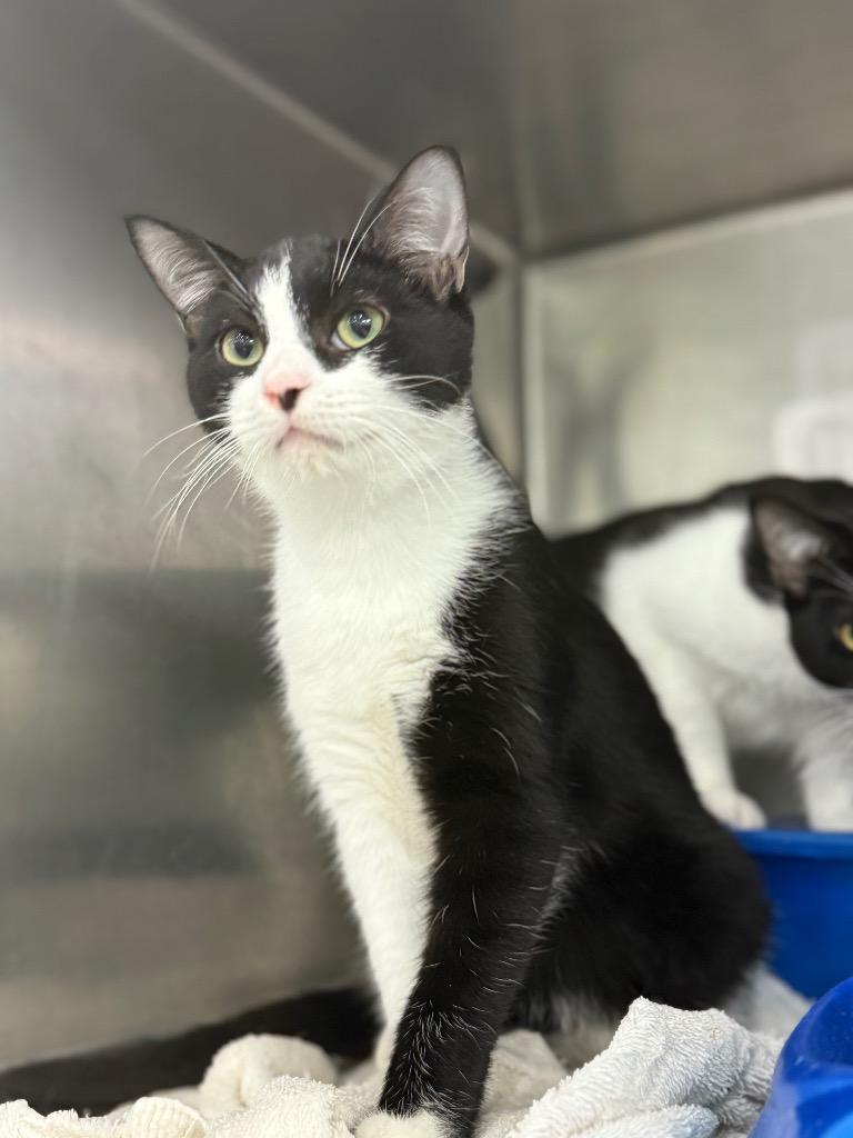 Enlarge Omar, a Adoptable mixed breed in Danielsville, GA image 2/2