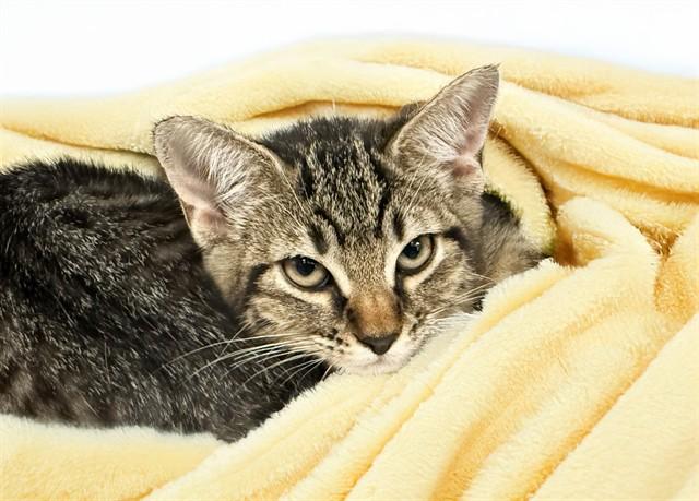 SANDRA D, Adoptable, Kitten Female Domestic Short Hair.