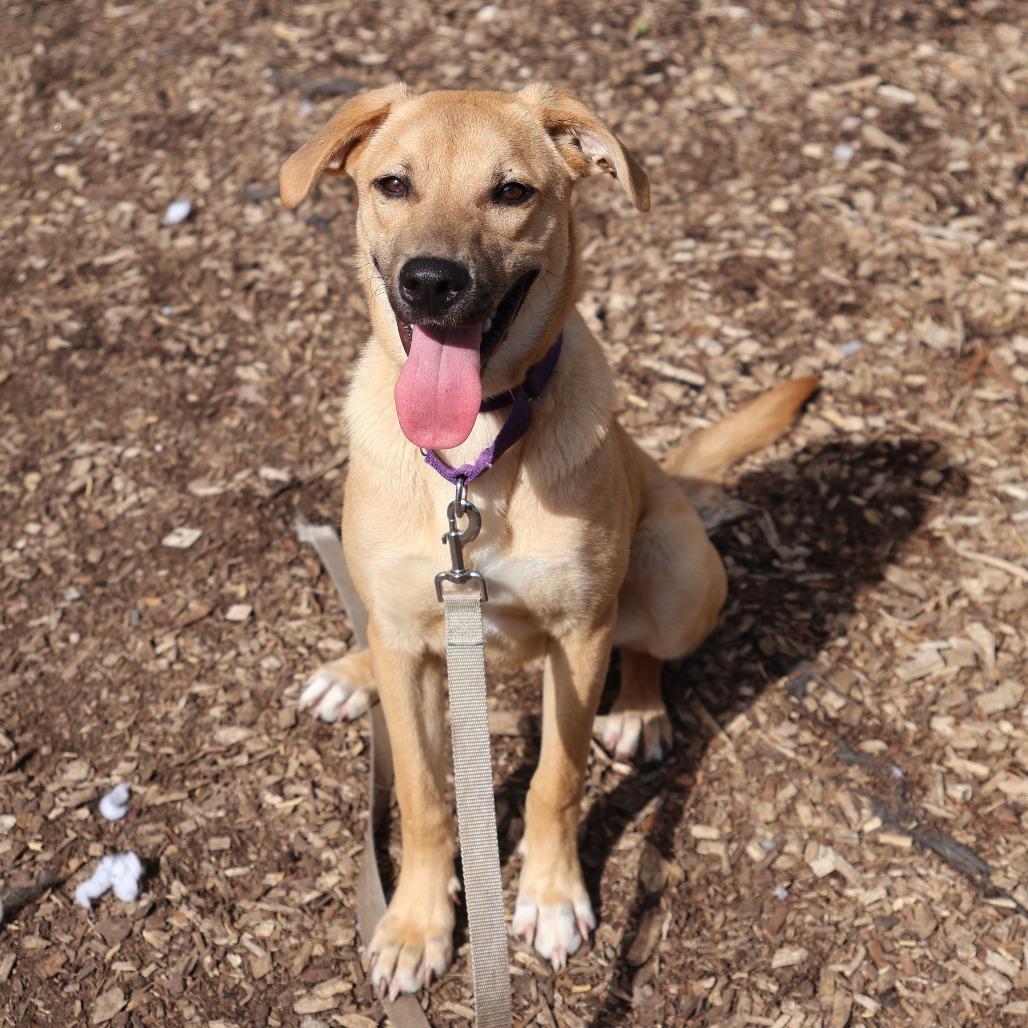 Teddy, a Adoptable mixed breed in Briarcliff Manor, NY image 1/4