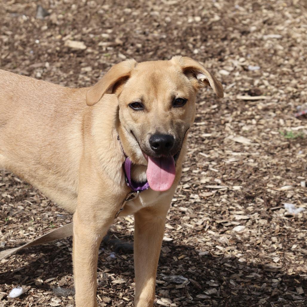 Teddy, a Adoptable mixed breed in Briarcliff Manor, NY image 2/4