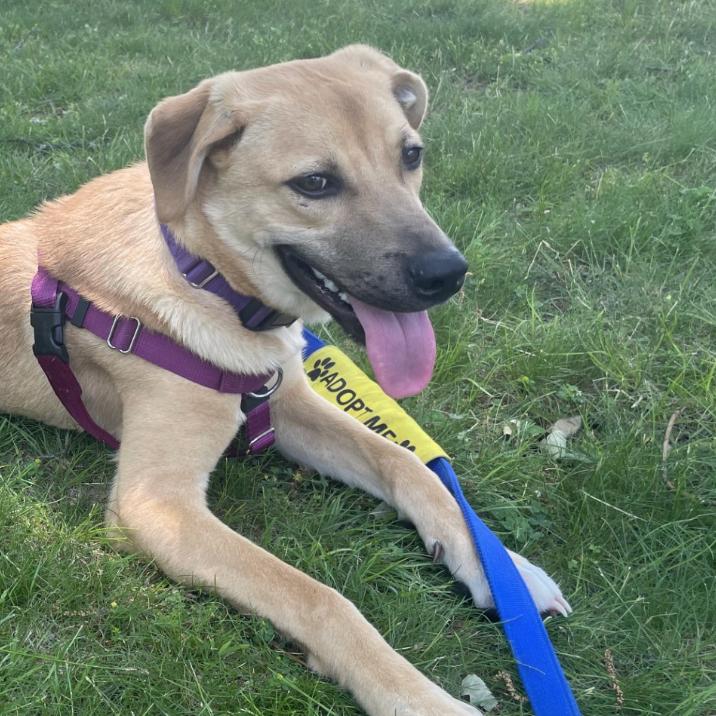 Teddy, a Adoptable mixed breed in Briarcliff Manor, NY image 3/5