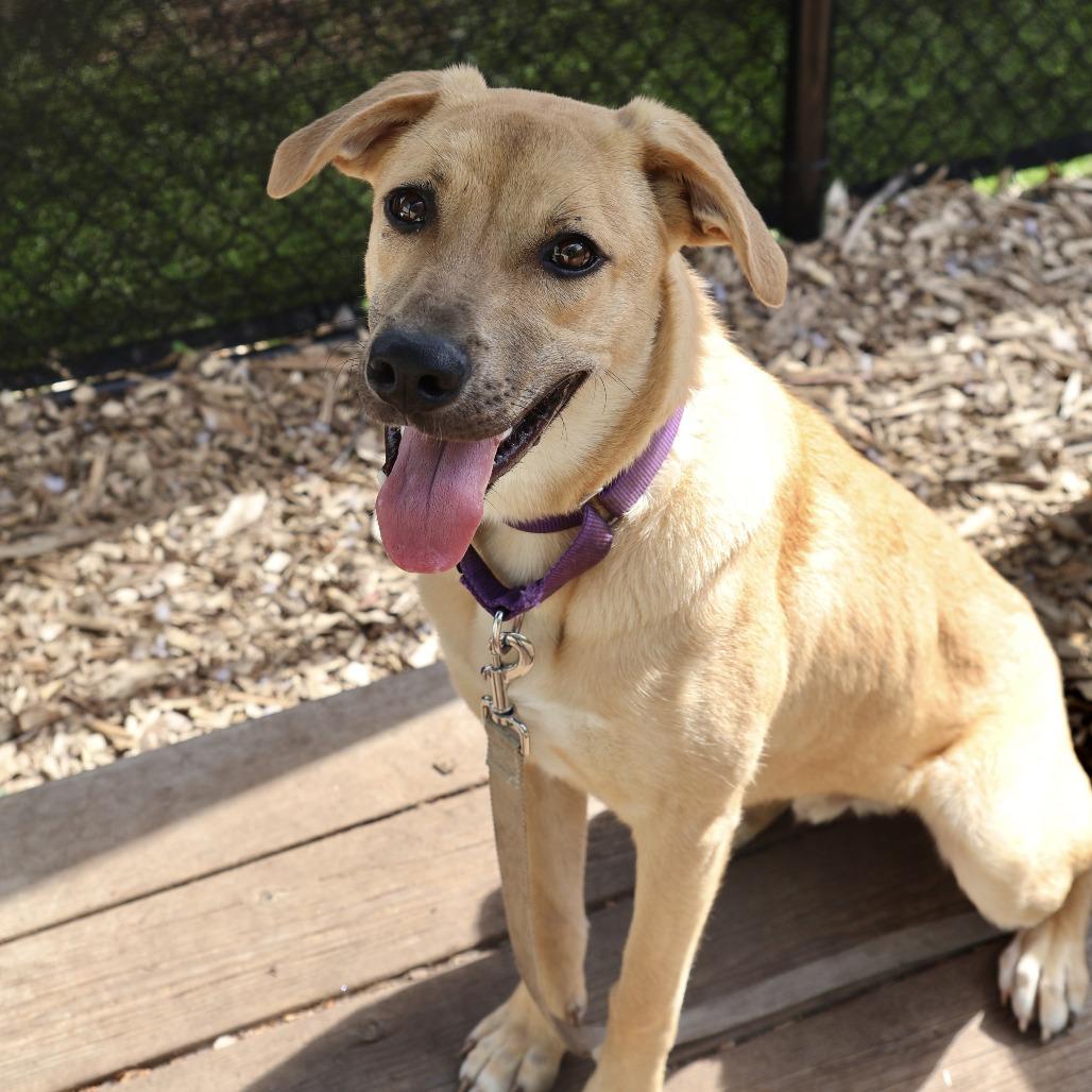Teddy, a Adoptable mixed breed in Briarcliff Manor, NY image 3/4
