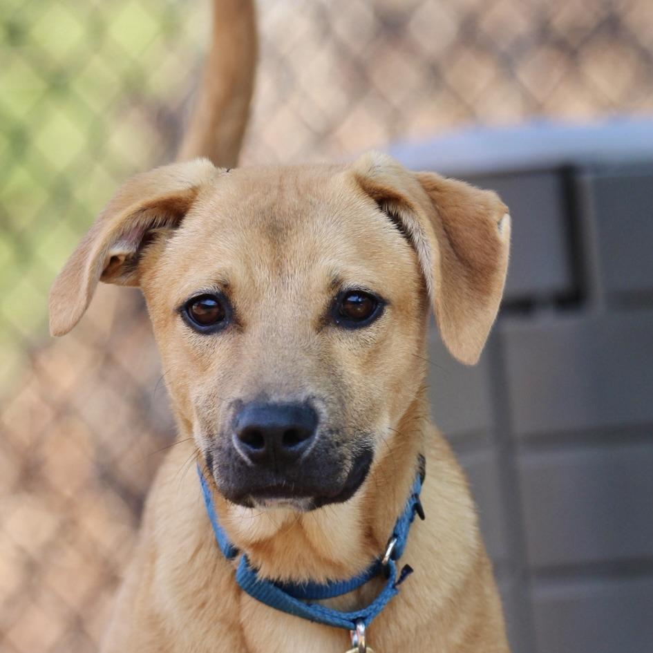 Teddy, a Adoptable mixed breed in Briarcliff Manor, NY image 4/4
