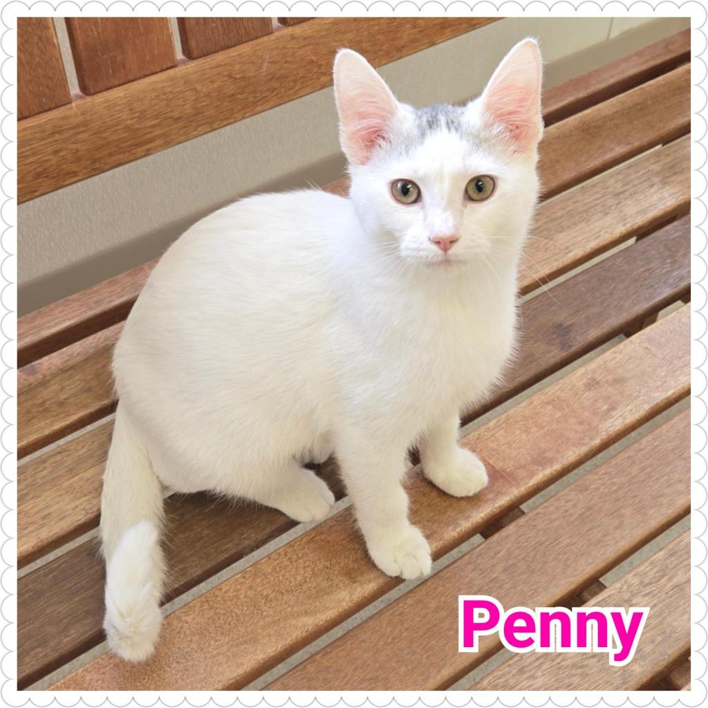 Penny, Adoptable, Kitten Female Domestic Short Hair.