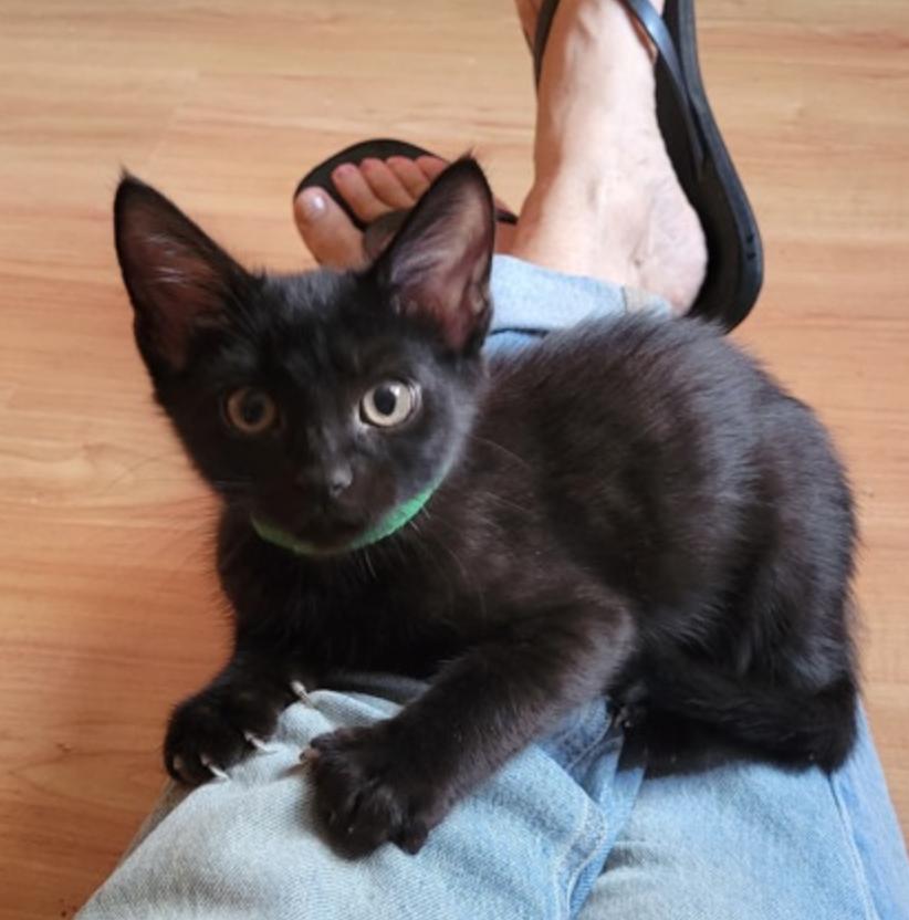 Cabernet, Adoptable, Young Male Domestic Short Hair.