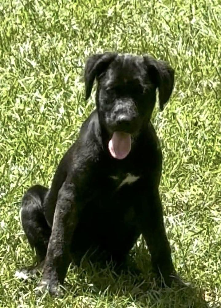 Bundles, Adoptable, Puppy Male Labrador Retriever.