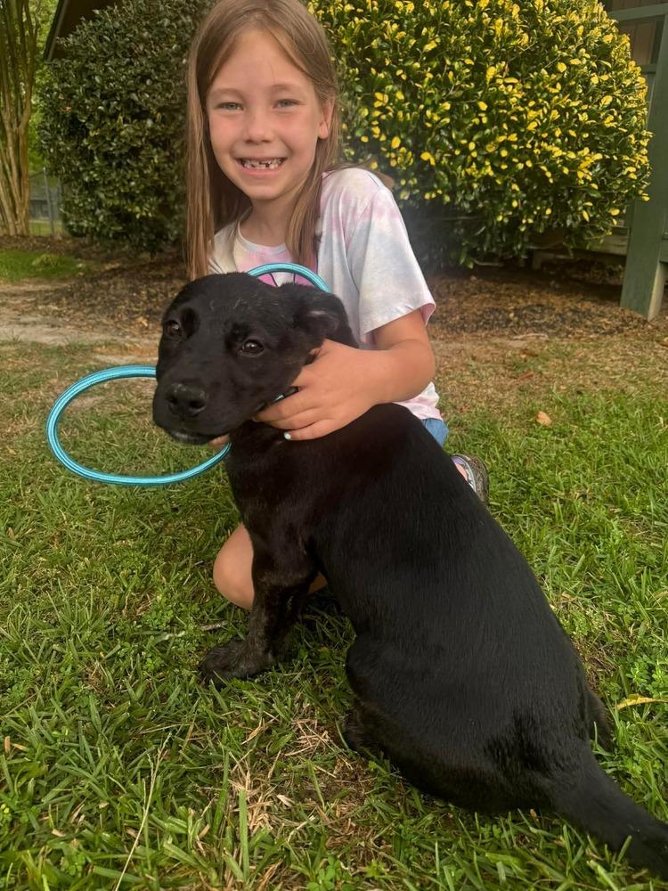 Enlarge Bundles, a Adoptable mixed breed in Syracuse, NY image 2/6