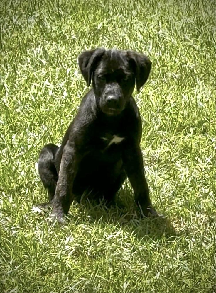 Enlarge Bundles, a Adoptable mixed breed in Syracuse, NY image 3/6