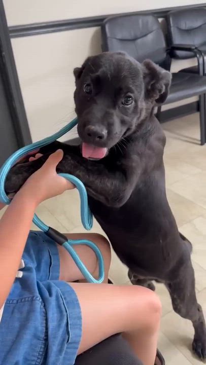 Enlarge Bundles, a Adoptable mixed breed in Syracuse, NY video 4/6