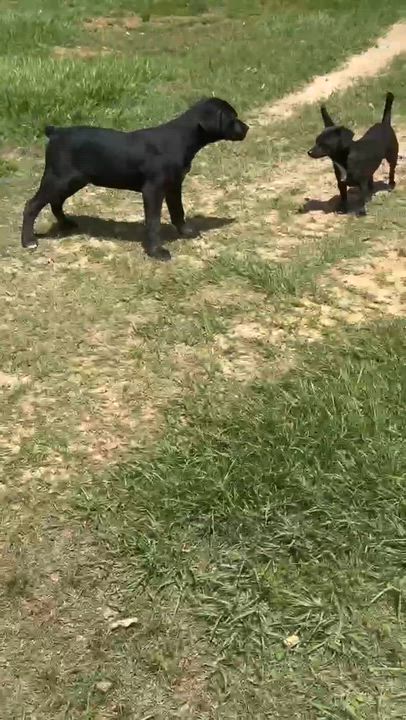 Enlarge Bundles, a Adoptable mixed breed in Syracuse, NY video 5/6