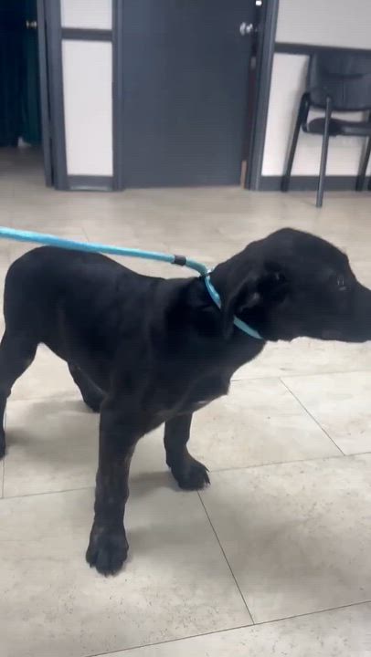 Enlarge Bundles, a Adoptable mixed breed in Syracuse, NY video 6/6