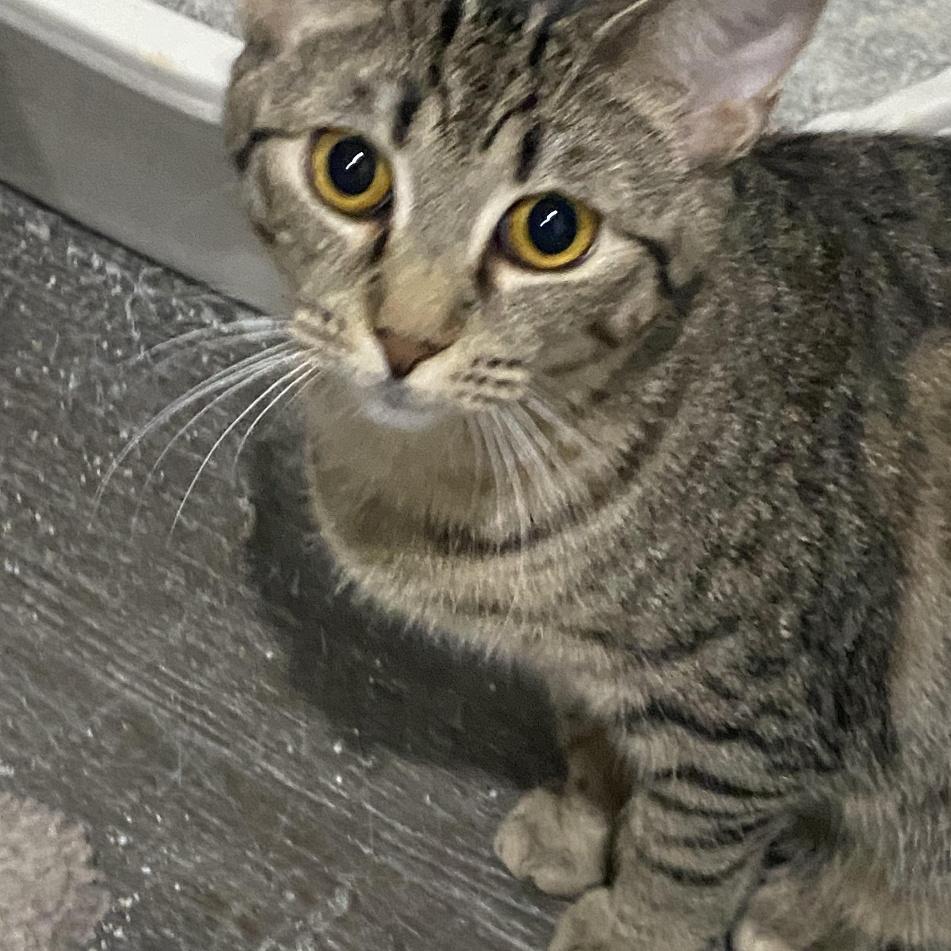 Enlarge Joleen, a Adoptable Domestic Short Hair in Fredericksburg, OH image 2/2