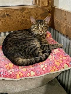 Enlarge Joleen, a Adoptable Domestic Short Hair in Fredericksburg, OH image 1/4
