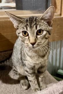 Joleen, Adoptable, Young Female Domestic Short Hair.