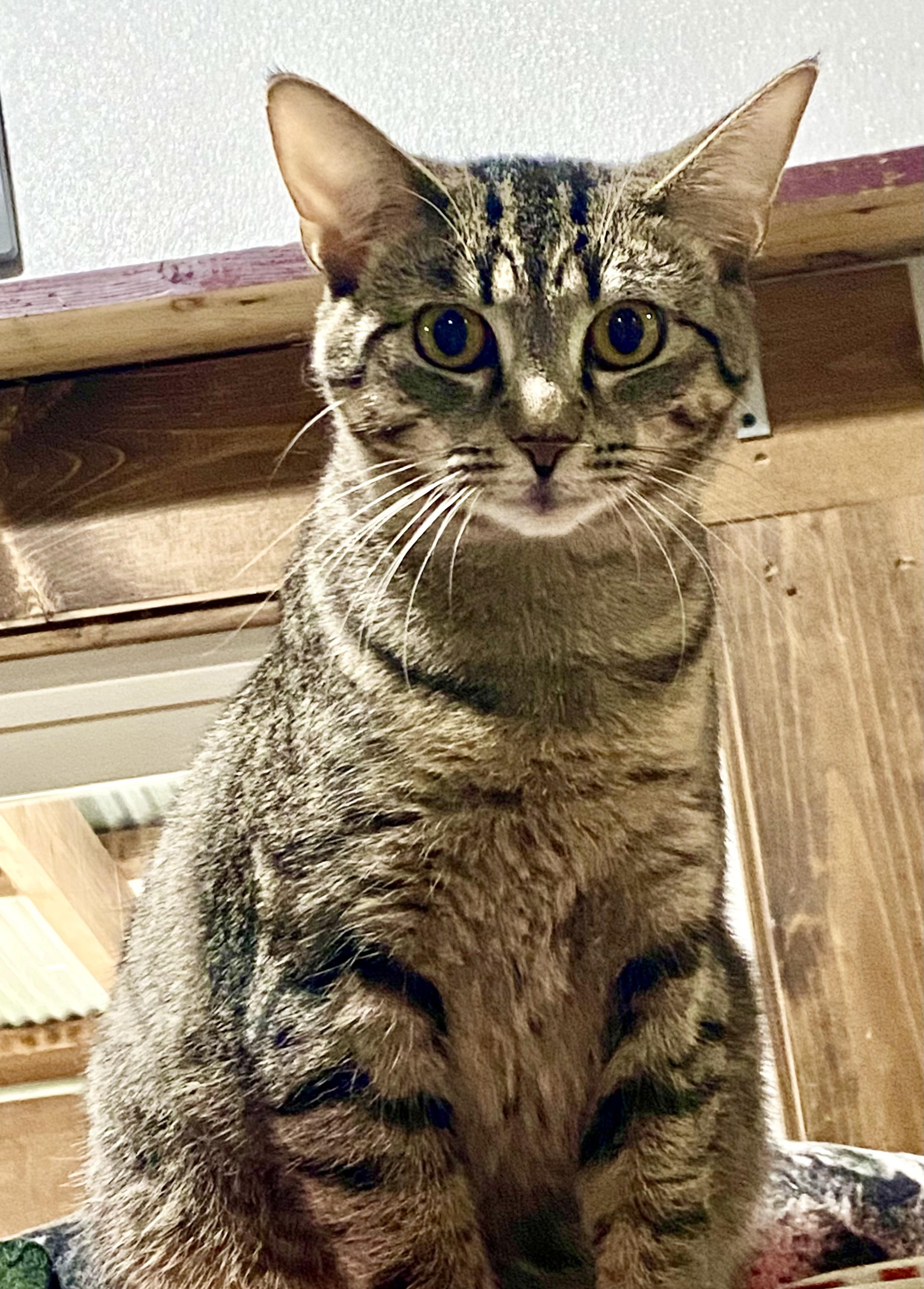 Enlarge Joleen, a Adoptable Domestic Short Hair in Fredericksburg, OH image 1/3