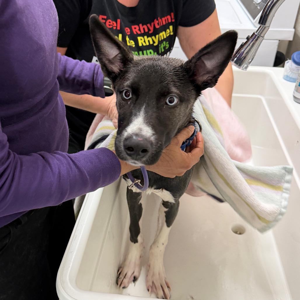 Eastwood — thumbnail 4