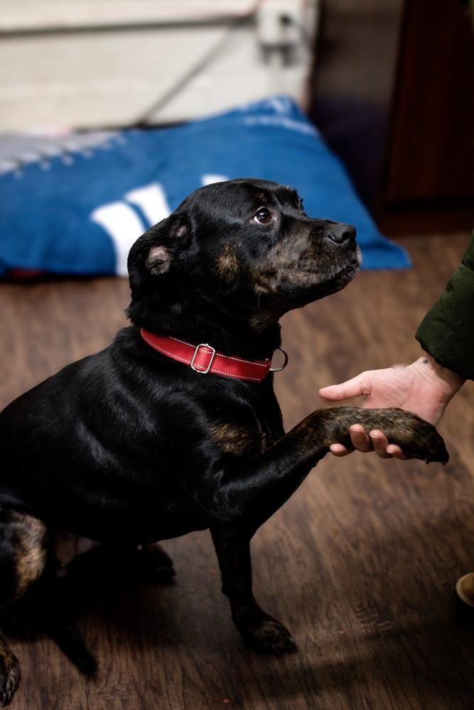 Enlarge Koda, a Adoptable mixed breed in Frankfort, NY image 1/3