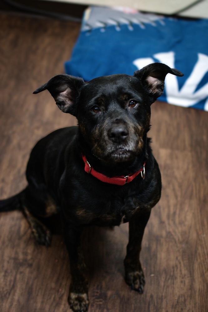 Enlarge Koda, a Adoptable mixed breed in Frankfort, NY image 2/3