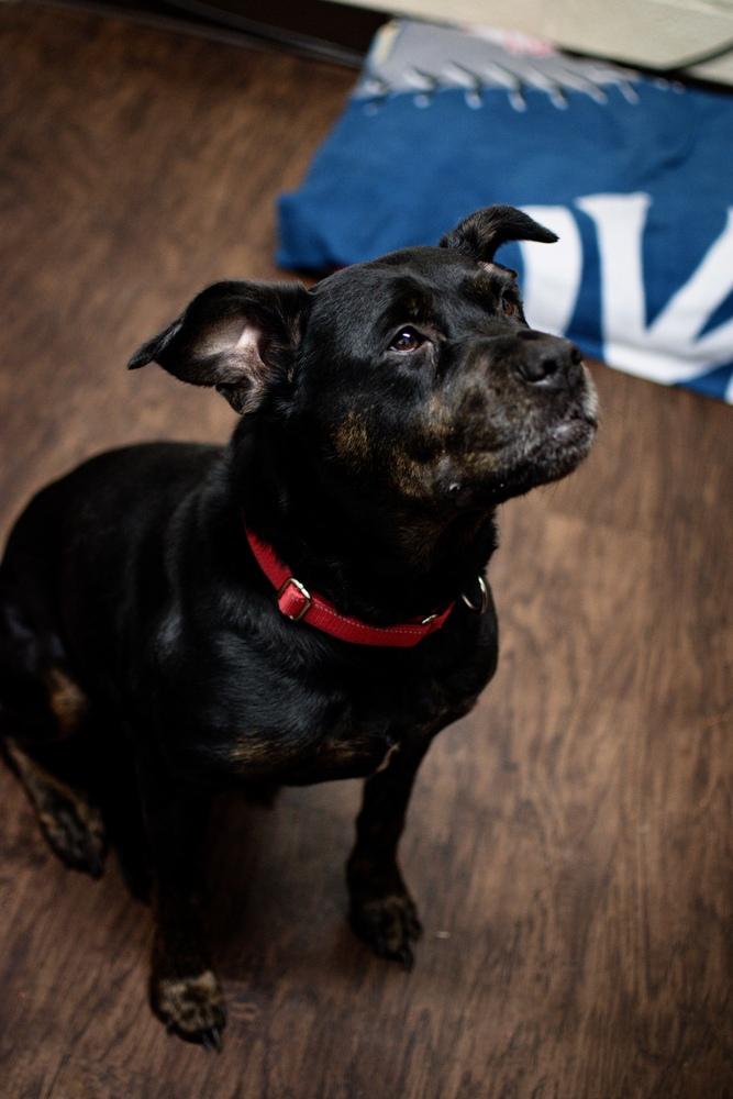 Enlarge Koda, a Adoptable mixed breed in Frankfort, NY image 3/3