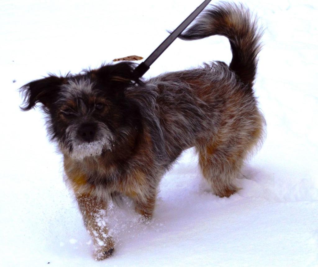 Ejae, Adoptable, Puppy Female Terrier.