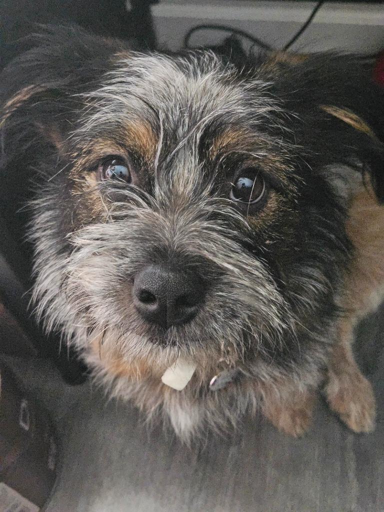 Enlarge Ejae, a Adoptable mixed breed in West Bloomfield, MI image 2/6