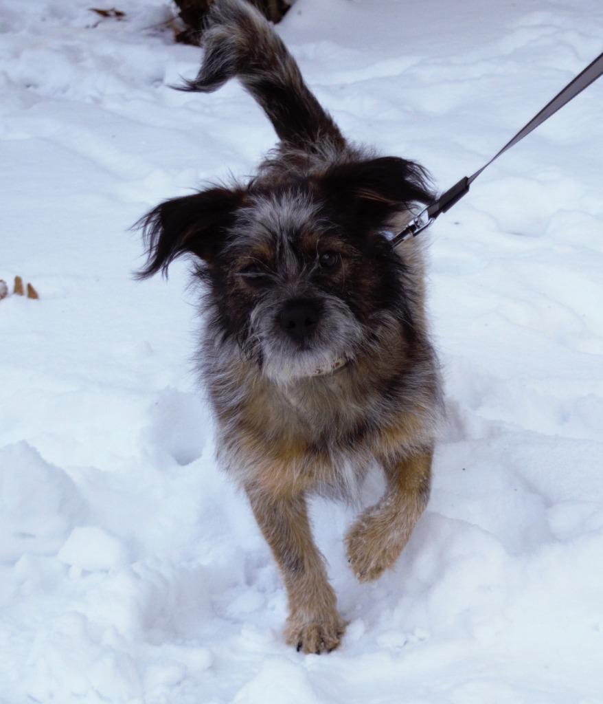 Enlarge Ejae, a Adoptable mixed breed in West Bloomfield, MI image 3/6