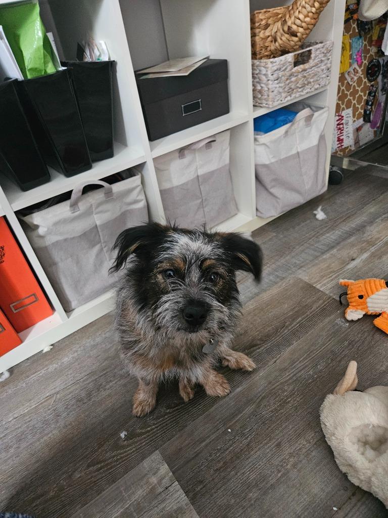 Enlarge Ejae, a Adoptable mixed breed in West Bloomfield, MI image 5/6