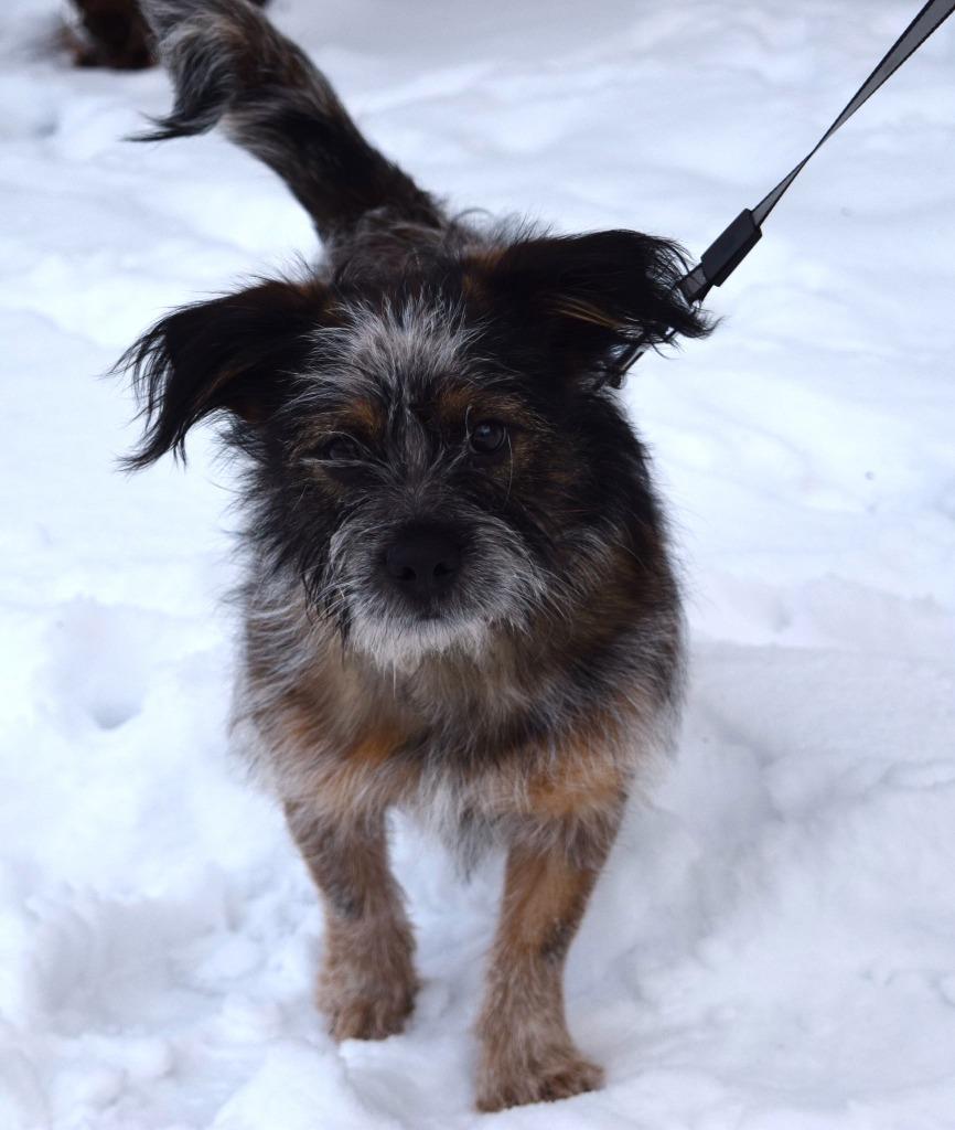 Enlarge Ejae, a Adoptable mixed breed in West Bloomfield, MI image 6/6