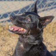 Enlarge Eros, a ADOPTABLE mixed breed in Rapid City, SD image 1/6