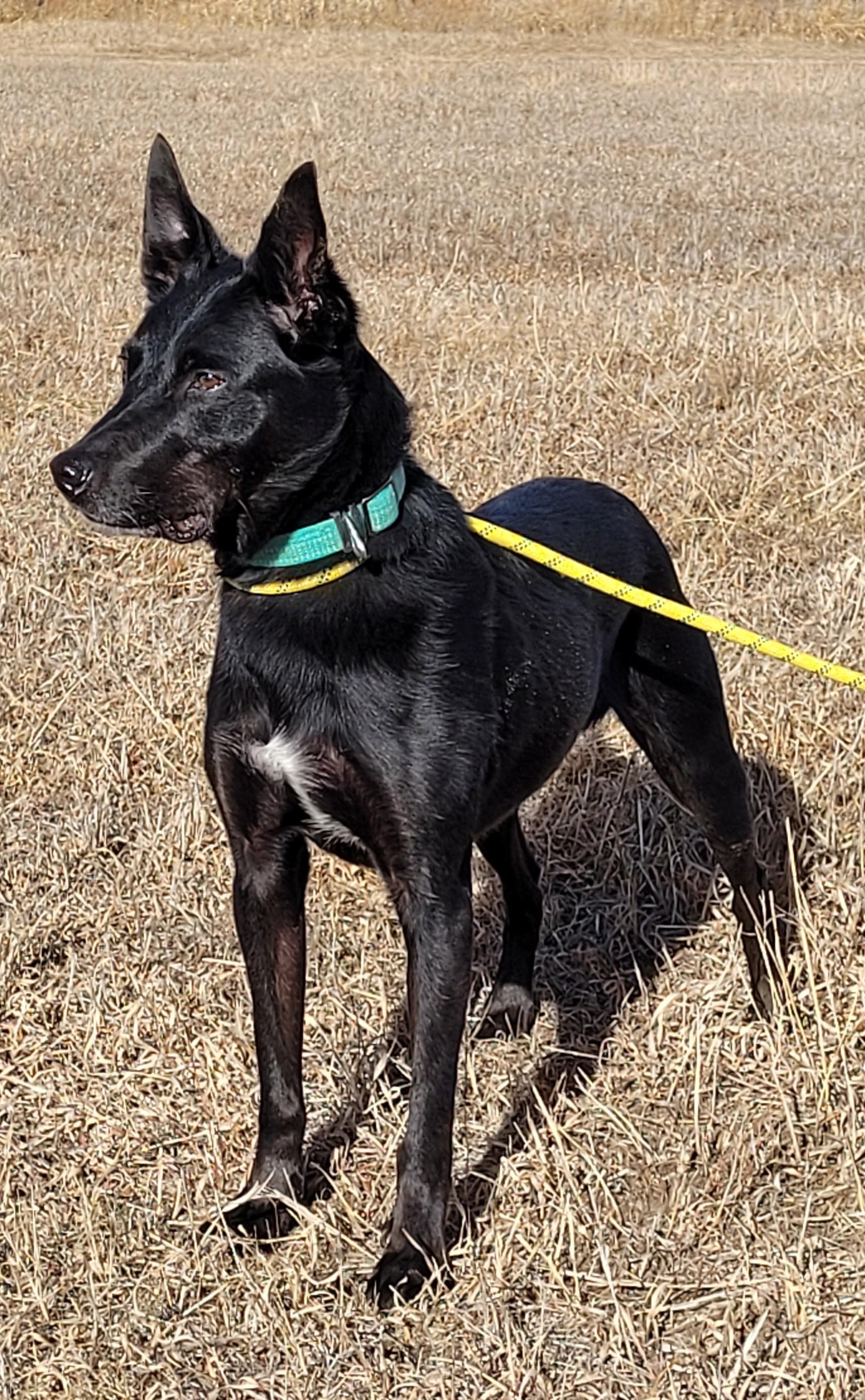 Enlarge Eros, a ADOPTABLE mixed breed in Rapid City, SD image 4/6