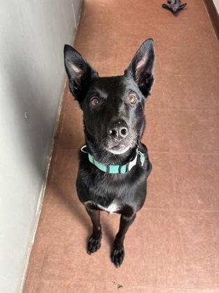 Enlarge Eros, a ADOPTABLE mixed breed in Rapid City, SD image 5/6