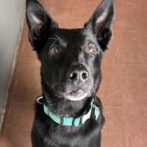 Enlarge Eros, a ADOPTABLE mixed breed in Rapid City, SD image 2/6
