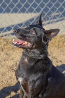 Enlarge Eros, a ADOPTABLE mixed breed in Rapid City, SD image 3/6