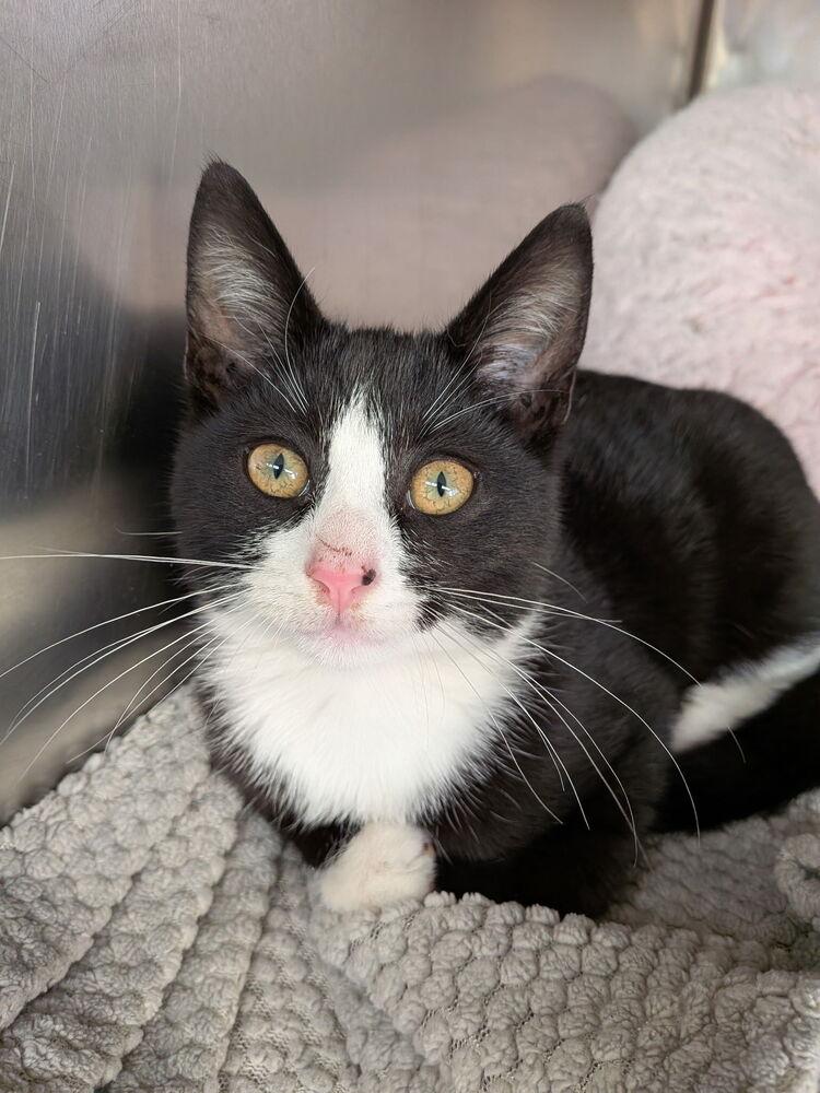 Chief, a Adoptable Domestic Short Hair in Orlando, FL image 1/3