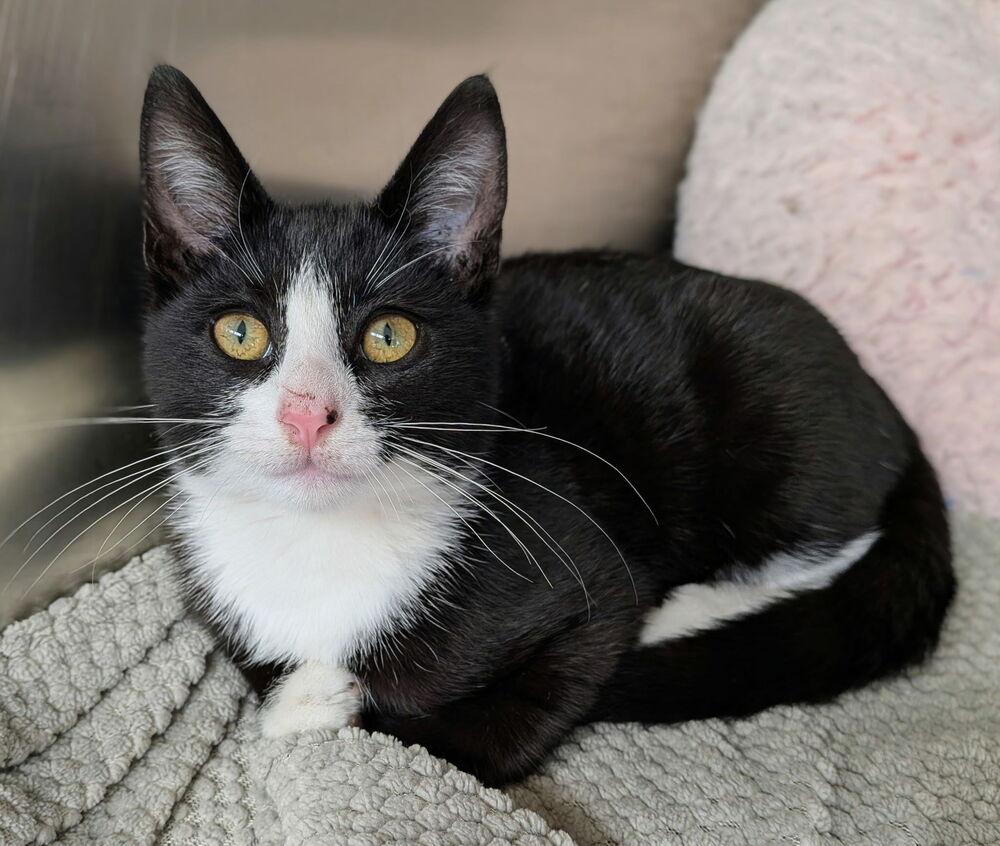 Chief, a Adoptable Domestic Short Hair in Orlando, FL image 2/3