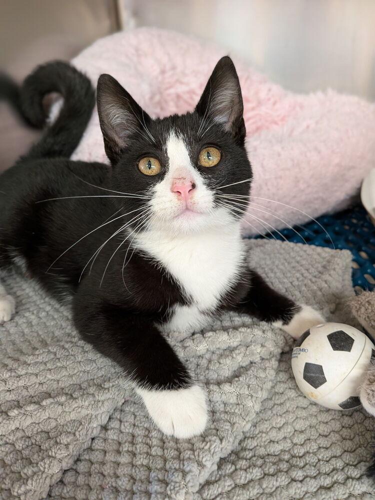 Chief, a Adoptable Domestic Short Hair in Orlando, FL image 3/3