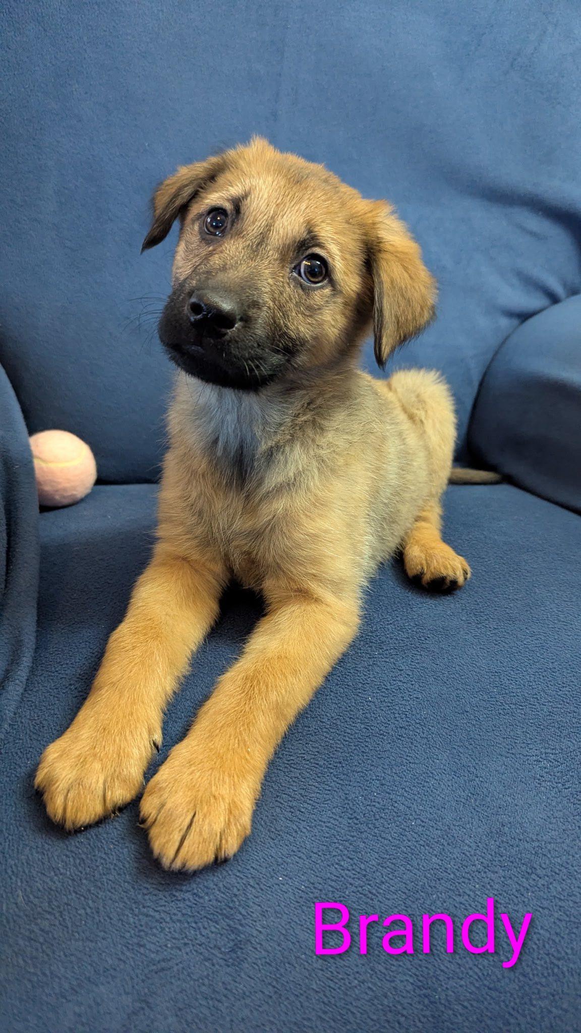 Brandy, adopted, Puppy Female German Shepherd Dog.