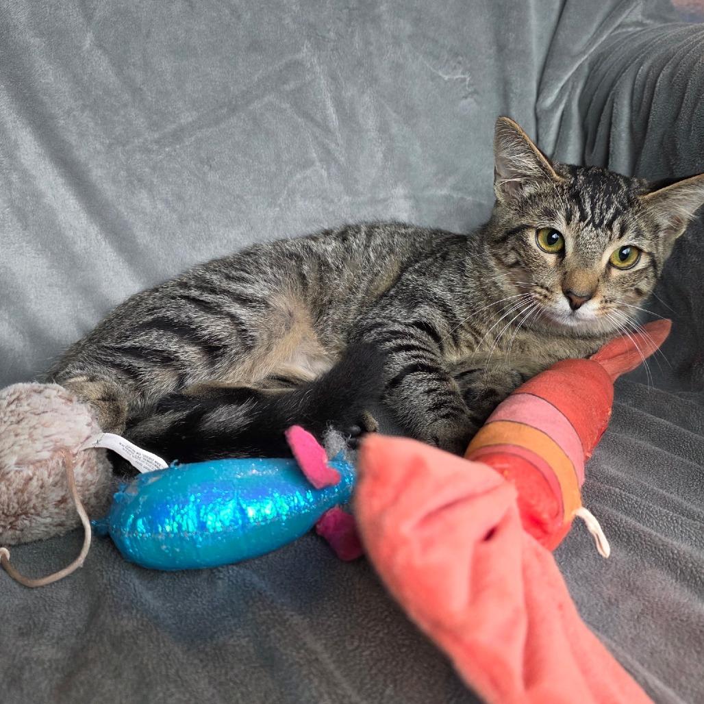 Pennywort, Adoptable, Young Female Domestic Short Hair.