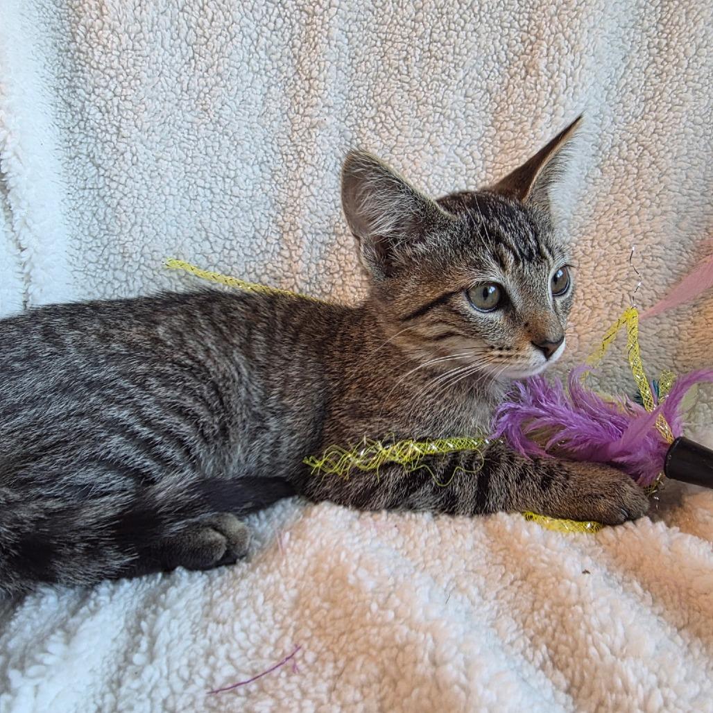Enlarge Pennywort, a Adoptable Domestic Short Hair in Long Beach, CA image 2/6