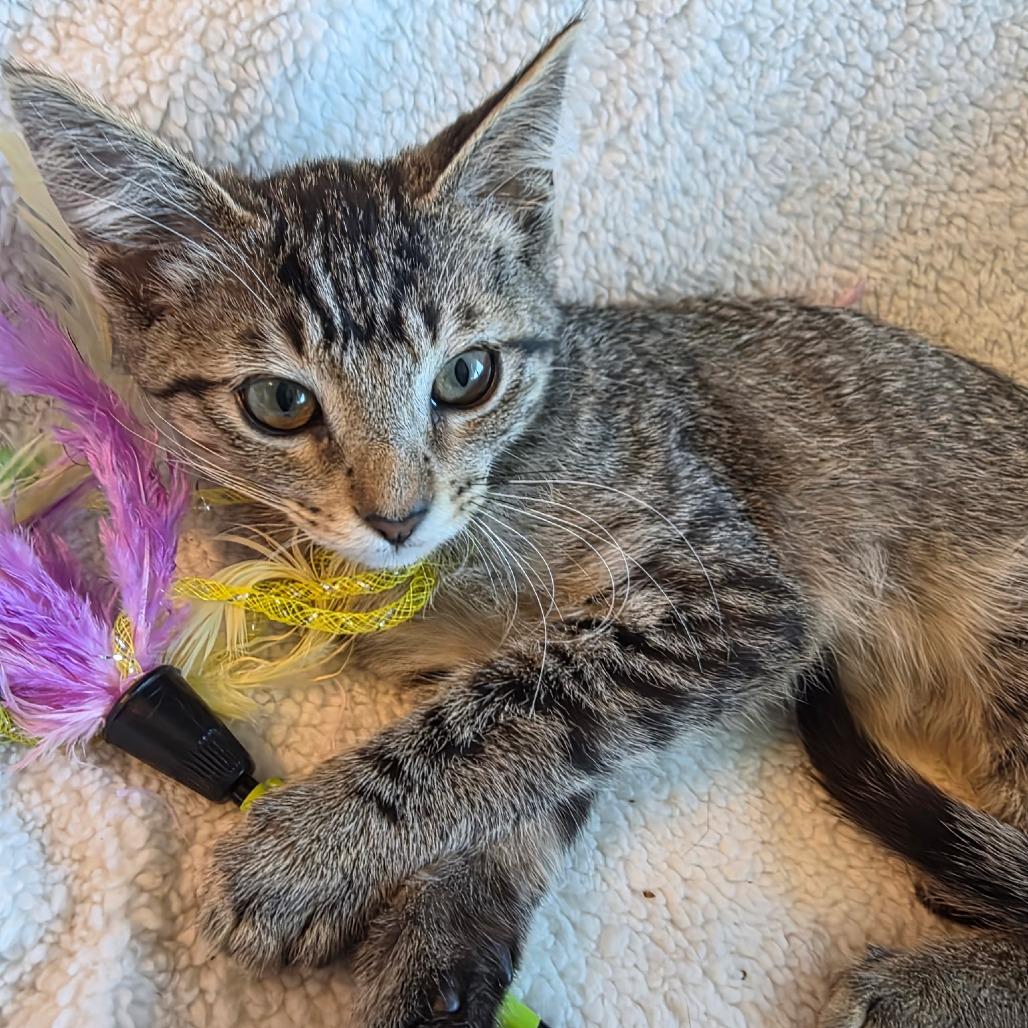 Enlarge Pennywort, a Adoptable Domestic Short Hair in Long Beach, CA image 3/6