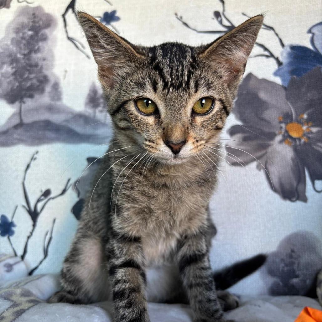 Enlarge Pennywort, a Adoptable Domestic Short Hair in Long Beach, CA image 4/6
