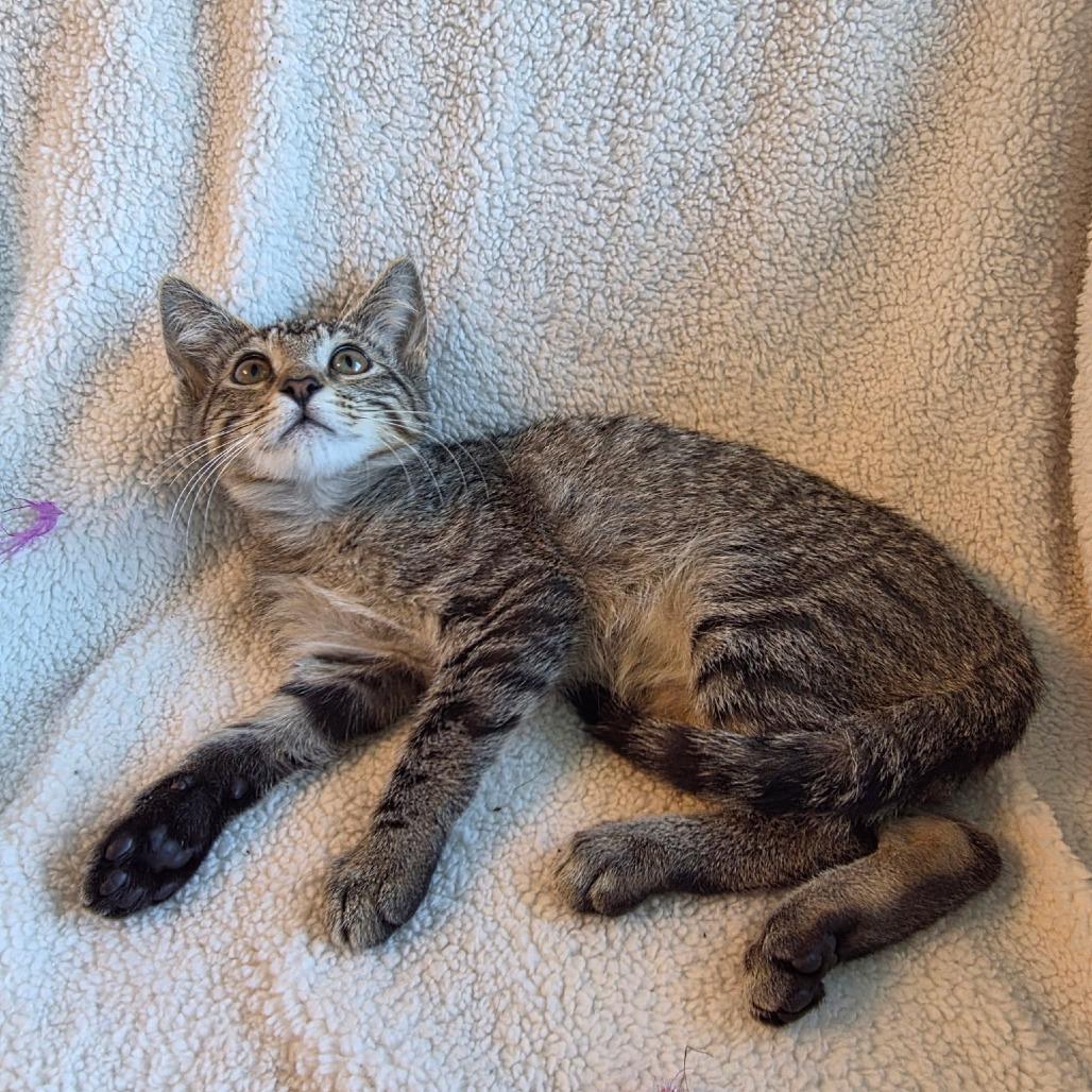 Enlarge Pennywort, a Adoptable Domestic Short Hair in Long Beach, CA image 5/6