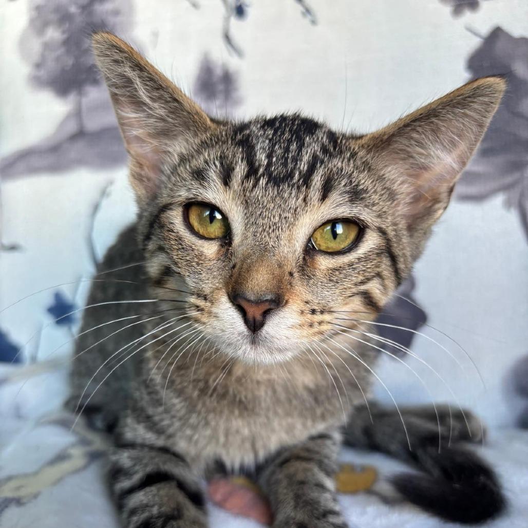 Enlarge Pennywort, a Adoptable Domestic Short Hair in Long Beach, CA image 6/6