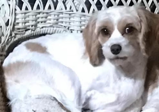 Molly, Adopted, Young Female Cavapoo.