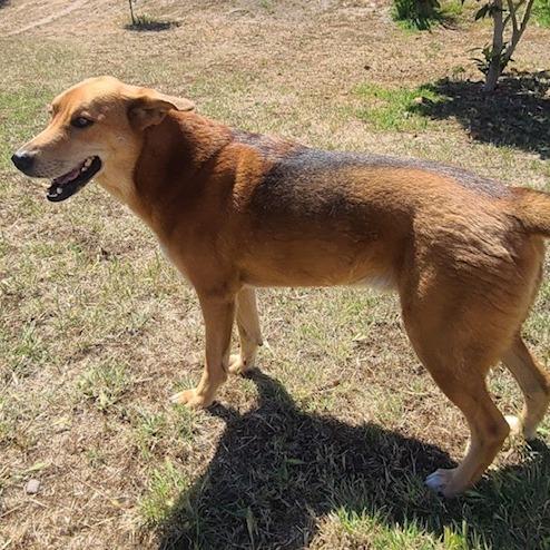 *** Zeus, a Adoptable mixed breed in Oceanside, CA image 1/4