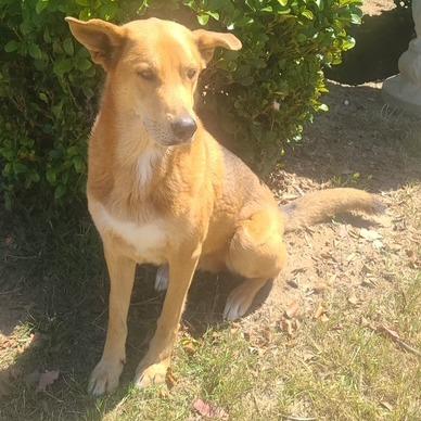 *** Zeus, a Adoptable mixed breed in Oceanside, CA image 2/4
