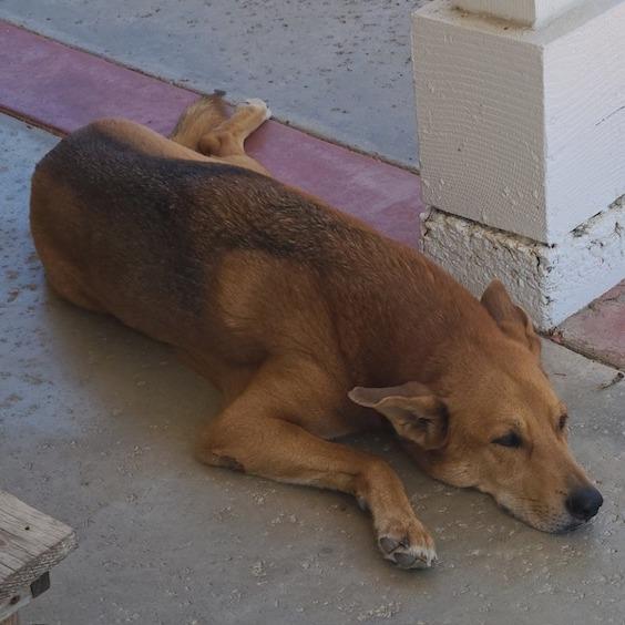 *** Zeus, a Adoptable mixed breed in Oceanside, CA image 3/4