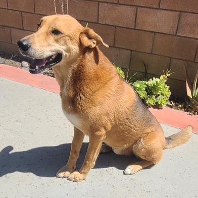 *** Zeus, a Adoptable mixed breed in Oceanside, CA image 4/4
