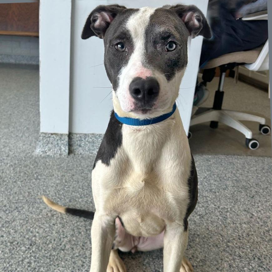 Clairee, Adoptable, Young Female Mixed Breed.