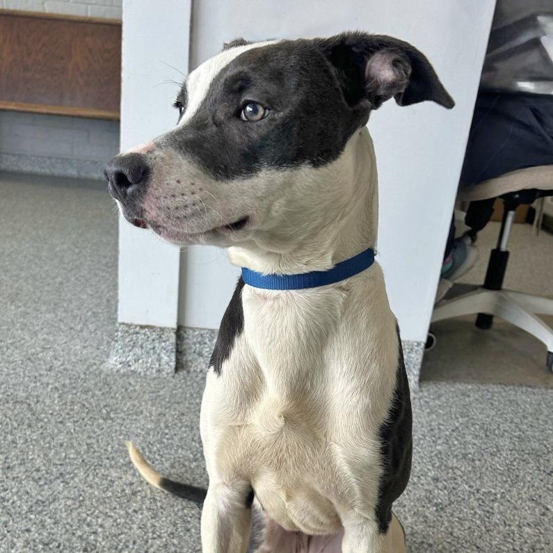 Enlarge Clairee, a Adoptable Mixed Breed in Natchitoches, LA image 2/6